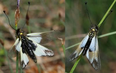  Libelloides lacteus (Brullé, 1832)