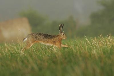 Lièvre d'Europe Lepus europaeus Pallas, 1778