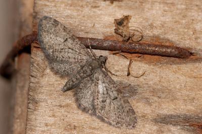 Eupithécie du Tamaris (L') Eupithecia ultimaria Boisduval, 1840