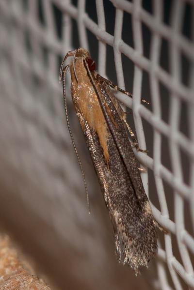  Stomopteryx basalis (Staudinger, 1876)