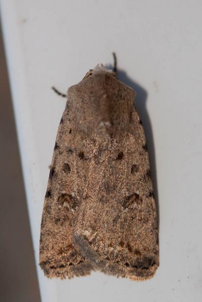 Noctuelle cubiculaire (La) Caradrina clavipalpis (Scopoli, 1763)