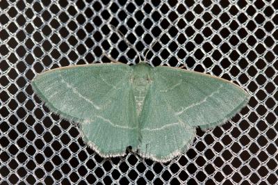 Herbacée (L'), Phalène verte des Callunes (La) Chlorissa viridata (Linnaeus, 1758)