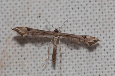  Platyptilia Hübner, 1825