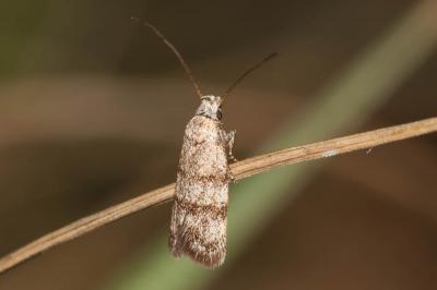  Symmoca orphnella Rebel, 1893
