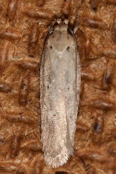  Platyedra subcinerea (Haworth, 1828)