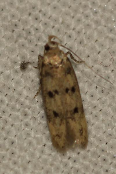  Bryotropha domestica (Haworth, 1828)