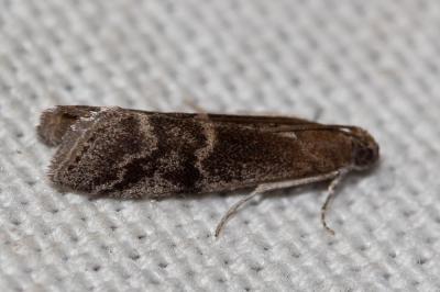  Euzophera bigella (Zeller, 1848)