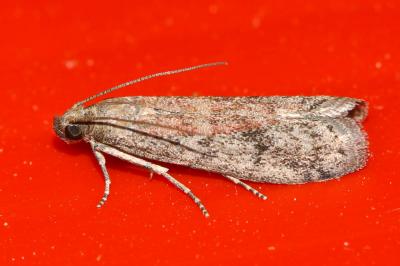  Ephestia unicolorella Staudinger, 1881