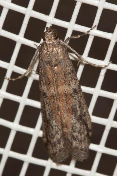  Ephestia unicolorella Staudinger, 1881