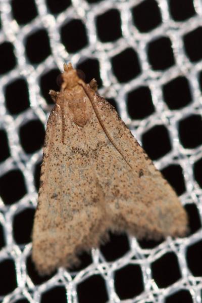  Bostra obsoletalis (Mann, 1864)