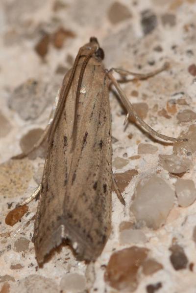  Homoeosoma inustella Ragonot, 1884