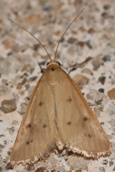  Achyra nudalis (Hübner, 1796)