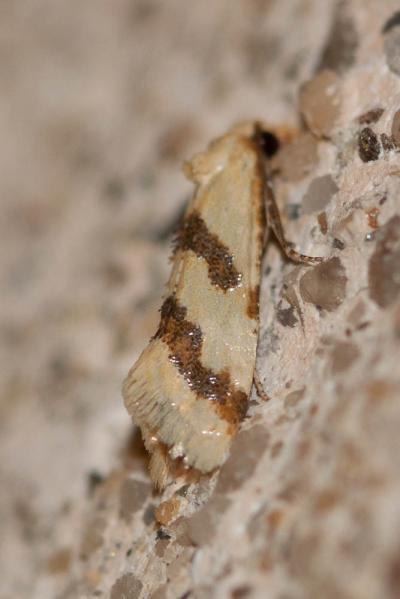  Aethes bilbaensis (Rössler, 1877)