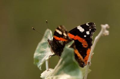 Vulcain (Le), Amiral (L'), Vanesse Vulcain (La), C Vanessa atalanta (Linnaeus, 1758)