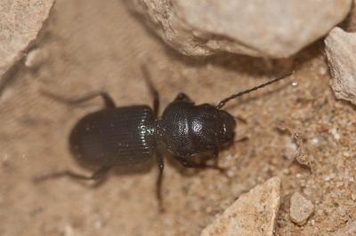 Ditome à bouclier Dixus clypeatus (P. Rossi, 1790)