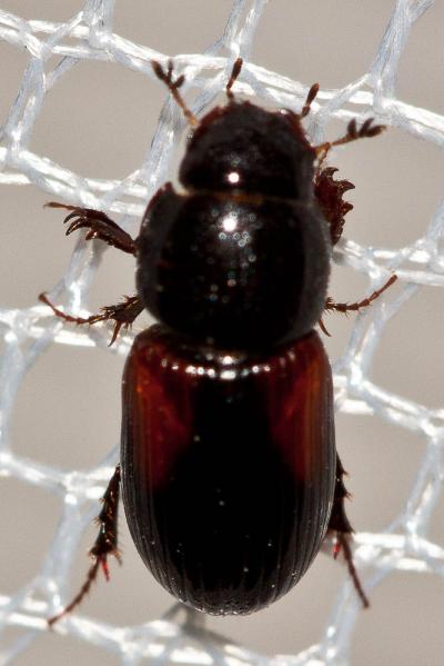  Nialus varians (Duftschmid, 1805)