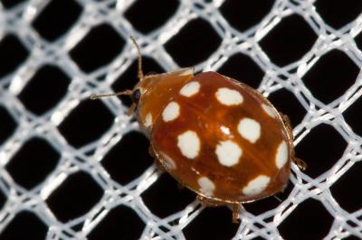  Vibidia duodecimguttata (Poda, 1761)