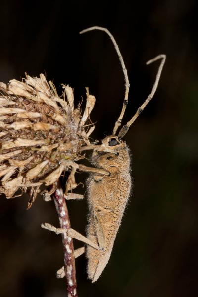  Saperda carcharias (Linnaeus, 1758)