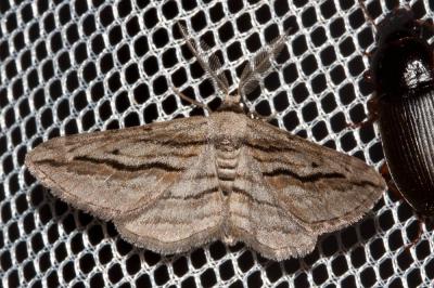 Petite Boarmie du Cyprès (La) Ecleora solieraria (Rambur, 1834)