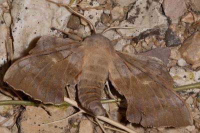 Sphinx du Peuplier (Le) Laothoe populi (Linnaeus, 1758)