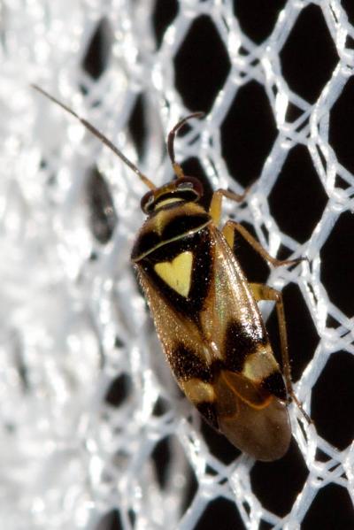  Orthops Fieber, 1858