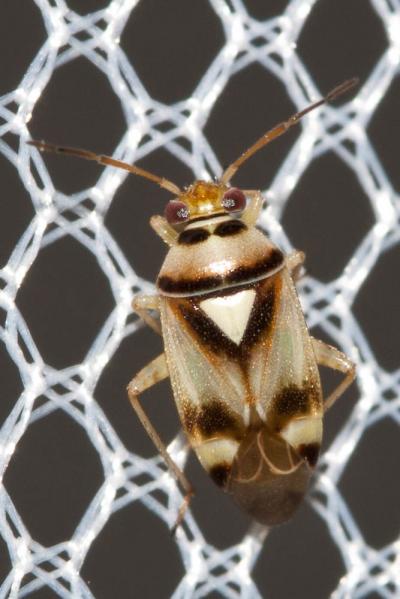  Orthops Fieber, 1858