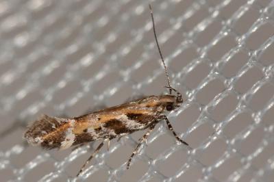  Aristotelia subericinella (Duponchel, 1843)