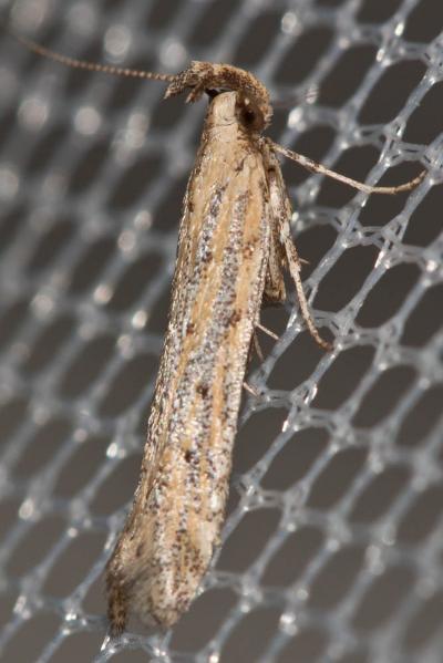  Metzneria paucipunctella (Zeller, 1839)