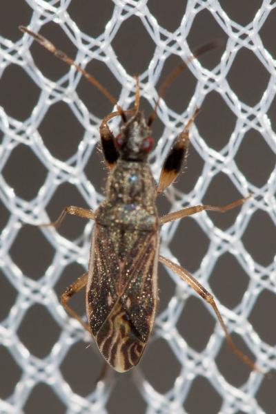  Paraparomius leptopoides (Baerensprung, 1859)