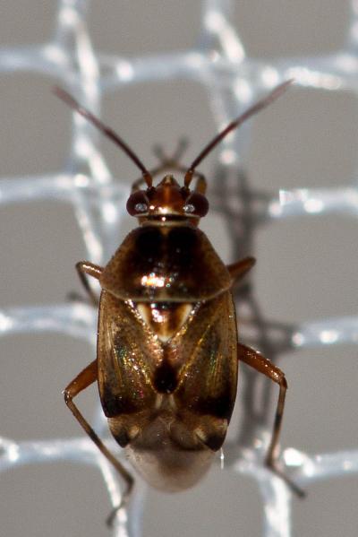  Deraeocoris serenus (Douglas & Scott, 1868)