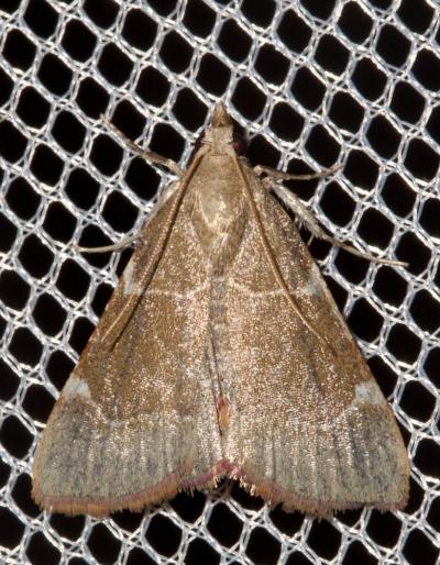 Hypsopygia fulvocilialis (Duponchel, 1834)