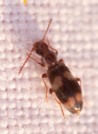  Notoxus trifasciatus Rossi, 1792