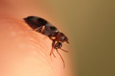  Notoxus trifasciatus Rossi, 1792
