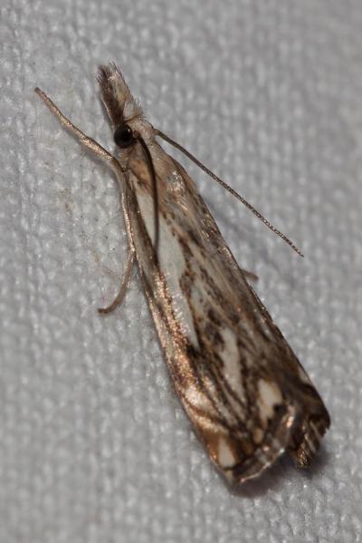  Catoptria falsella (Denis & Schiffermüller, 1775)