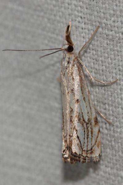  Catoptria falsella (Denis & Schiffermüller, 1775)