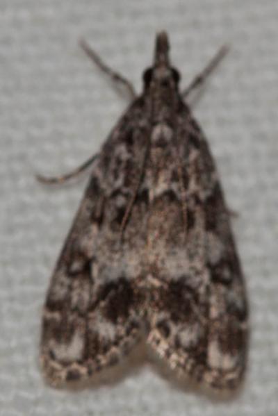  Eudonia lacustrata (Panzer, 1804)