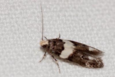  Recurvaria leucatella (Clerck, 1759)