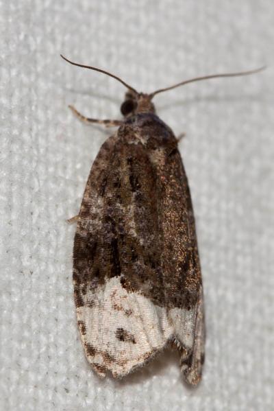  Apotomis capreana (Hübner, 1817)