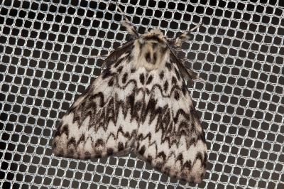 Nonne (La) Lymantria monacha (Linnaeus, 1758)