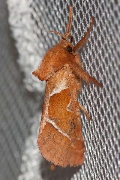 Sylvine (La) Triodia sylvina (Linnaeus, 1760)