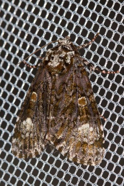Troënière (La) Craniophora ligustri (Denis & Schiffermüller, 1775)