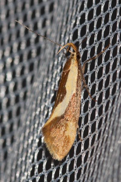  Harpella forficella (Scopoli, 1763)