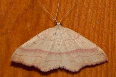 Bande rouge (La) Rhodostrophia vibicaria (Clerck, 1759)