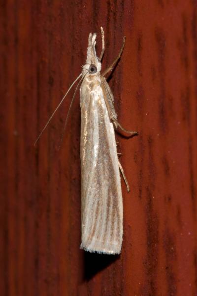  Crambus perlellus (Scopoli, 1763)