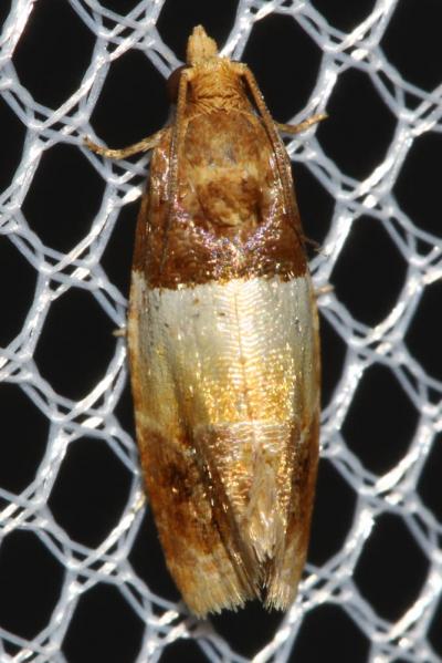  Epinotia festivana (Hübner, 1799)