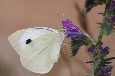 Piéride du Chou (La), Grande Piéride du Chou (La), Pieris brassicae (Linnaeus, 1758)