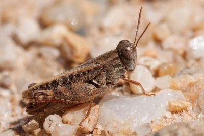 Caloptène ochracé, Criquet de Barbarie Calliptamus barbarus (O.G. Costa, 1836)