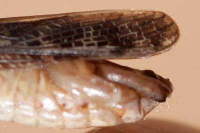 Caloptène ochracé, Criquet de Barbarie Calliptamus barbarus (O.G. Costa, 1836)