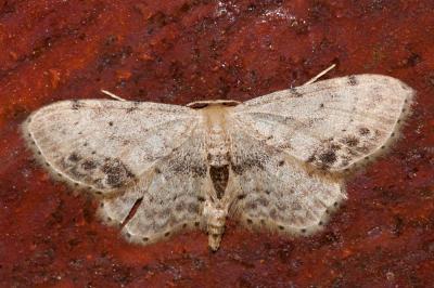 Acidalie écussonnée (L') Idaea dimidiata (Hufnagel, 1767)