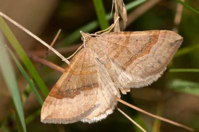 Phalène de l'Ansérine (La), Chénopodie (La) Scotopteryx chenopodiata (Linnaeus, 1758)
